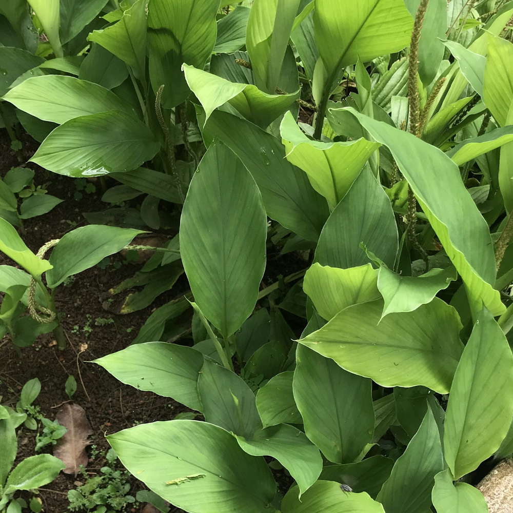 FÊNIX GREGO, FÊNIX GREGO COMPRAR, FÊNIX GREGO ONDE COMPRAR, FÊNIX GREGO REVIEW, FÊNIX GREGO É BOM, FÊNIX GREGO FUNCIONA, FÊNIX GREGO VALOR, 